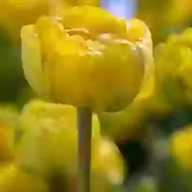 Yellow Pomponnet
